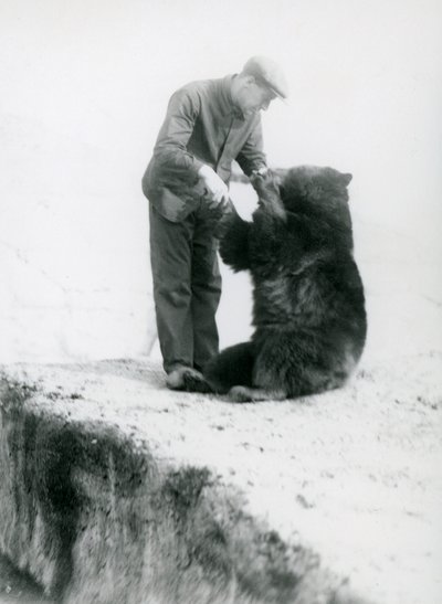 Keeper Charlie Philips Holding Hands with a Sitting Black Bear at London Zoo, Pre 1930 by Frederick William Bond